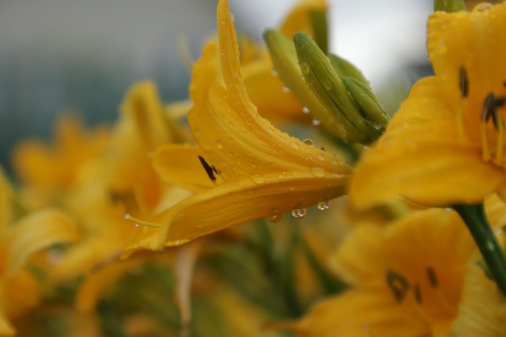 Photograph by Юлия Яковлева