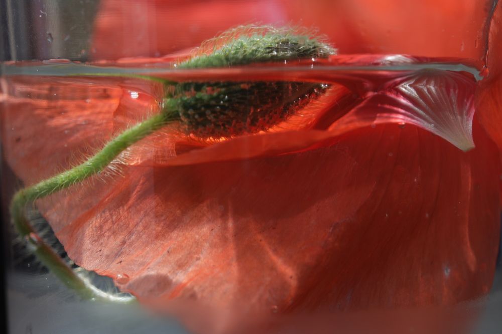 Photograph by Юлия Панова