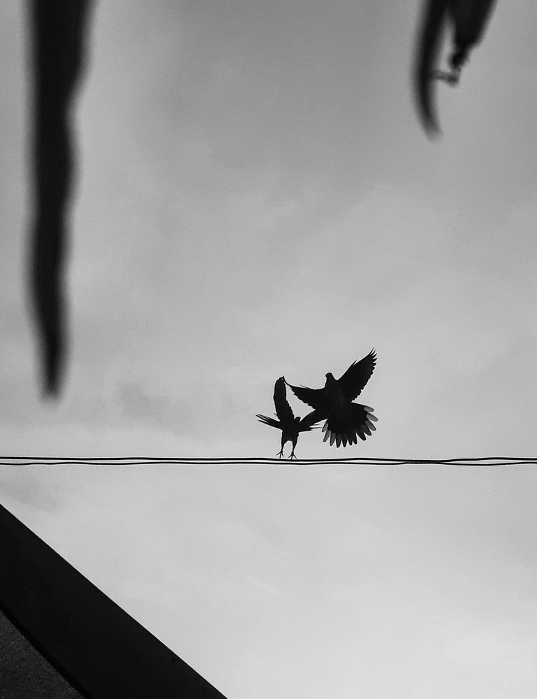 Photo #10963826