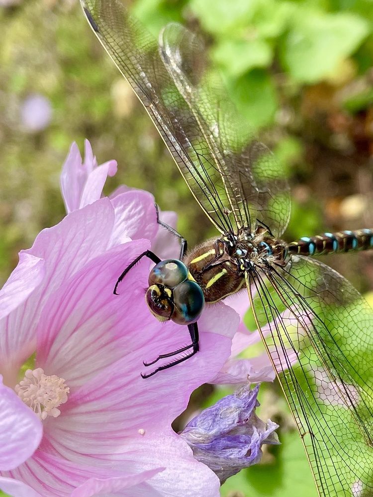 Photograph by Светлана Хохлова