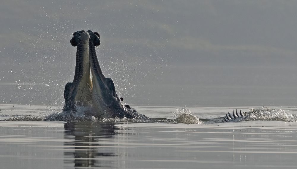 Фотография автора Viraj Athalye