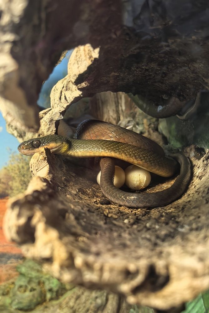 Photograph by Анна Зорька