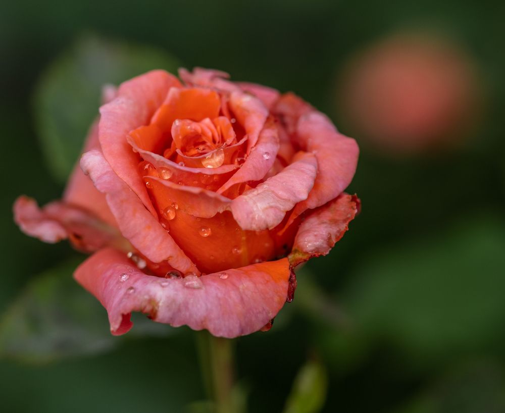 Photograph by Курлянцев Алексей