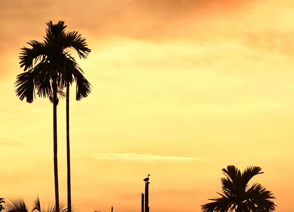 Photograph by George S George