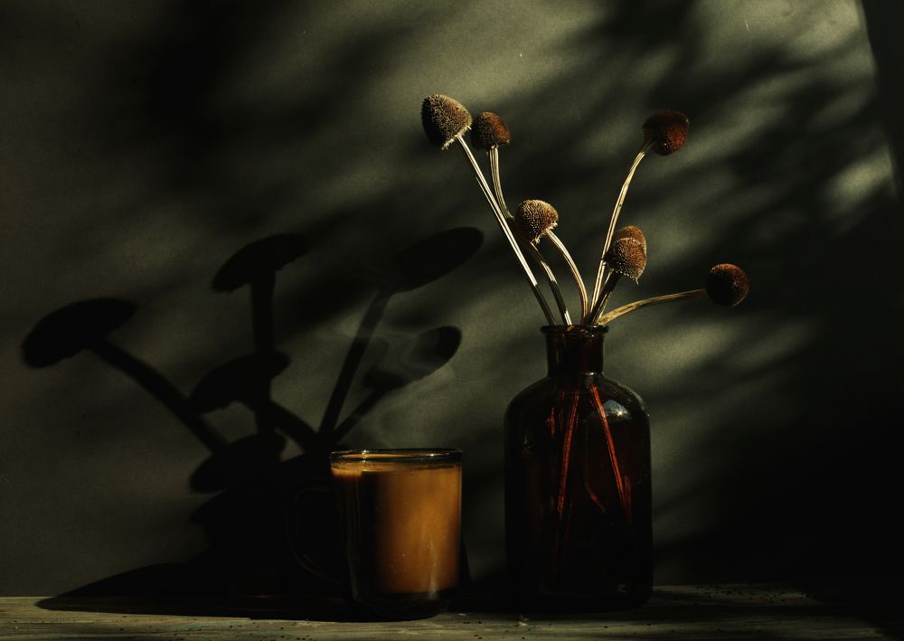 Сухоцвет, тени и чашка кофе