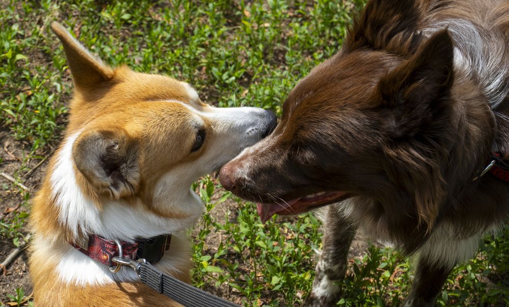 Photograph by Александр Голиков