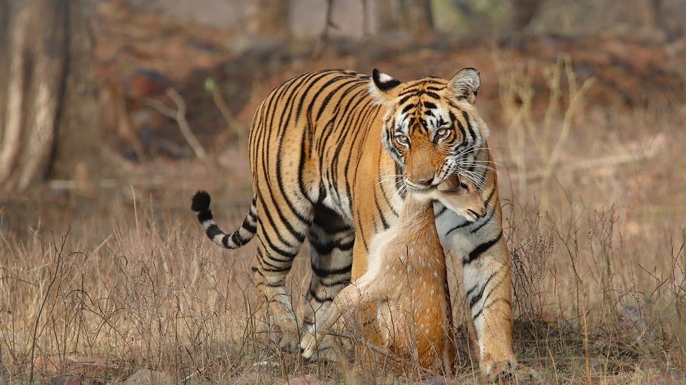 Tigress with Kill