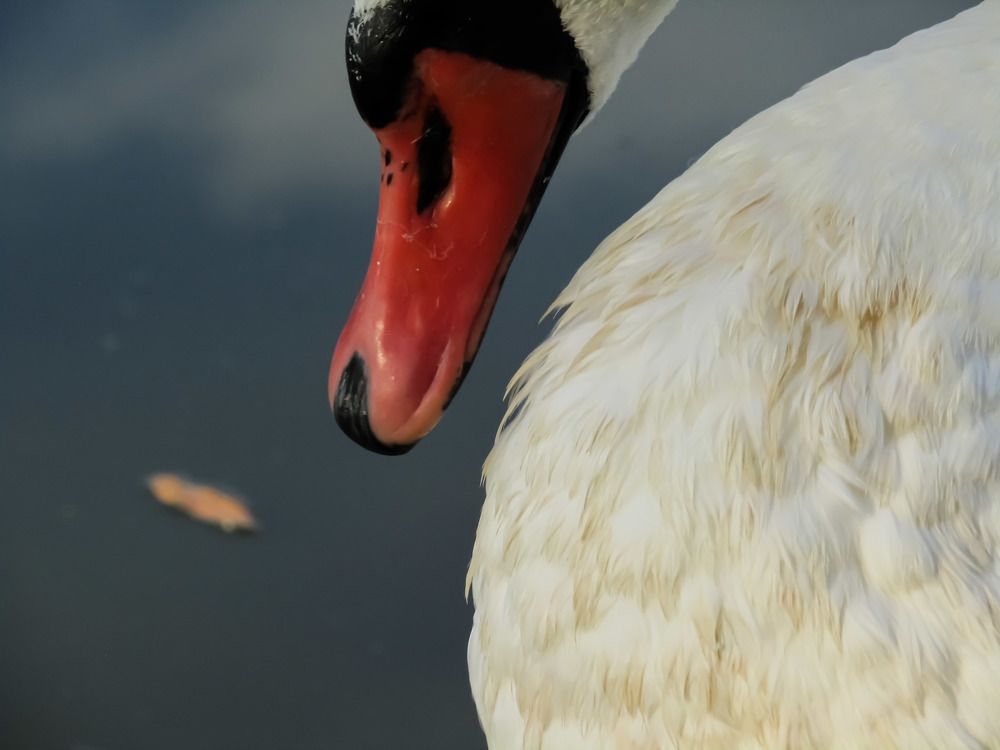 Photograph by Раиса Николаева