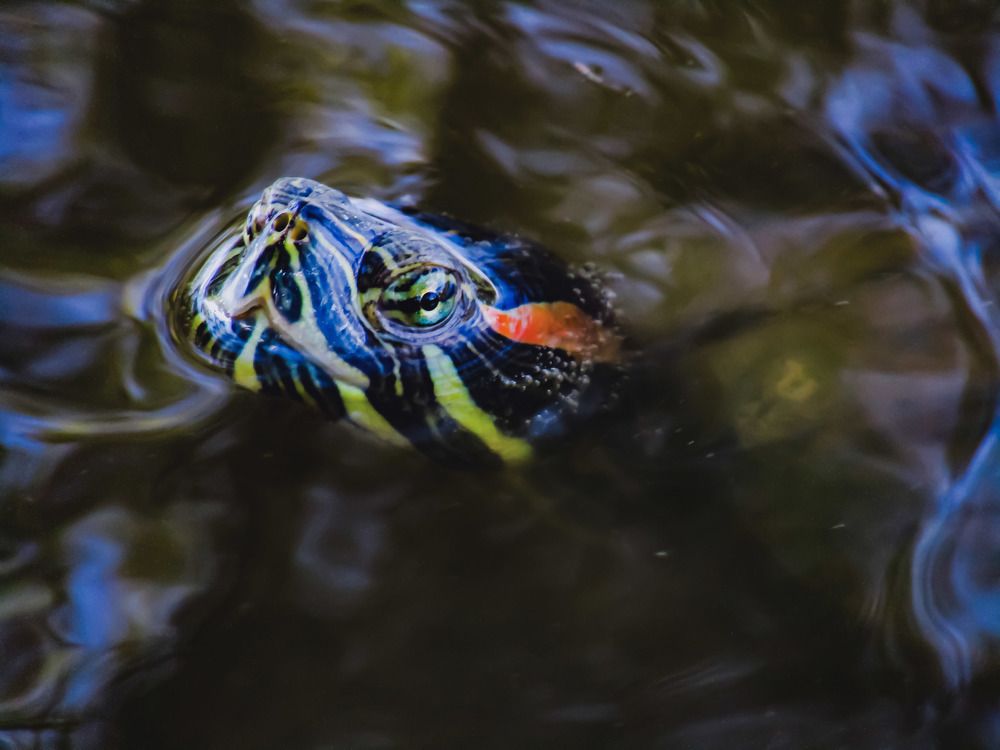 Photograph by Раиса Николаева