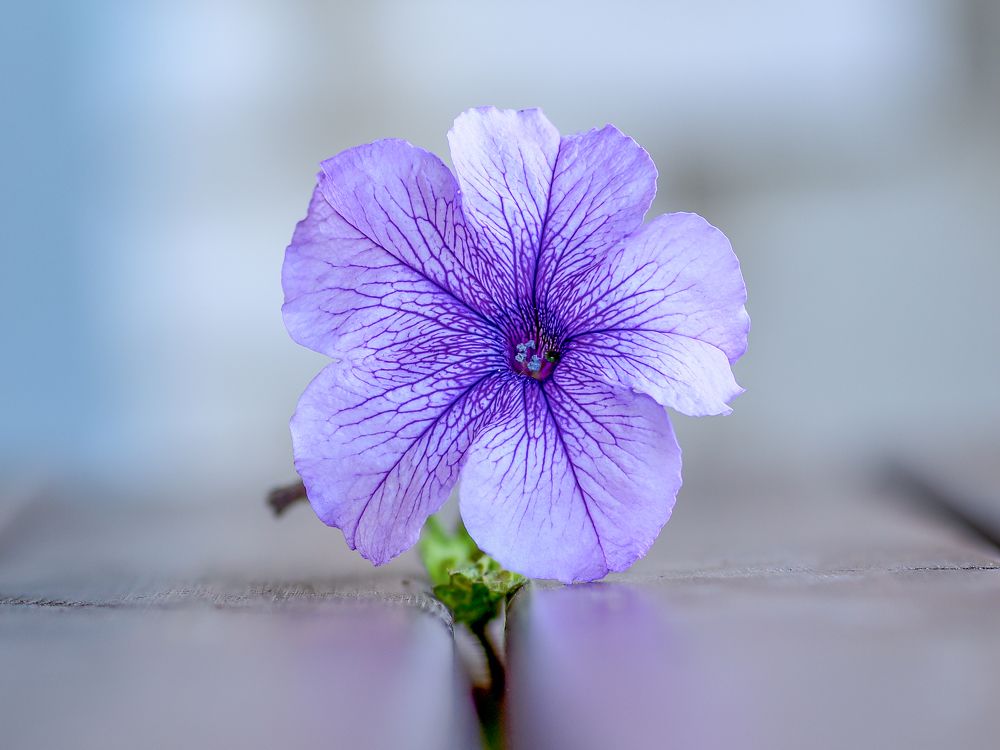 Фотография автора Дмитрий Кетов