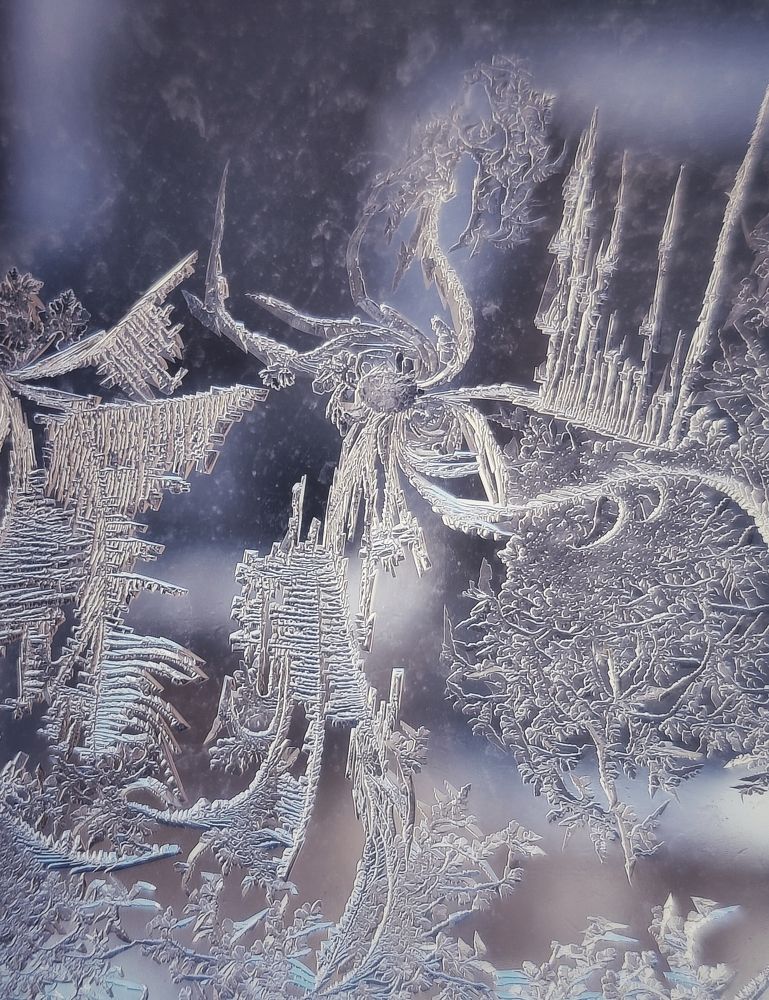 Морозные цветы