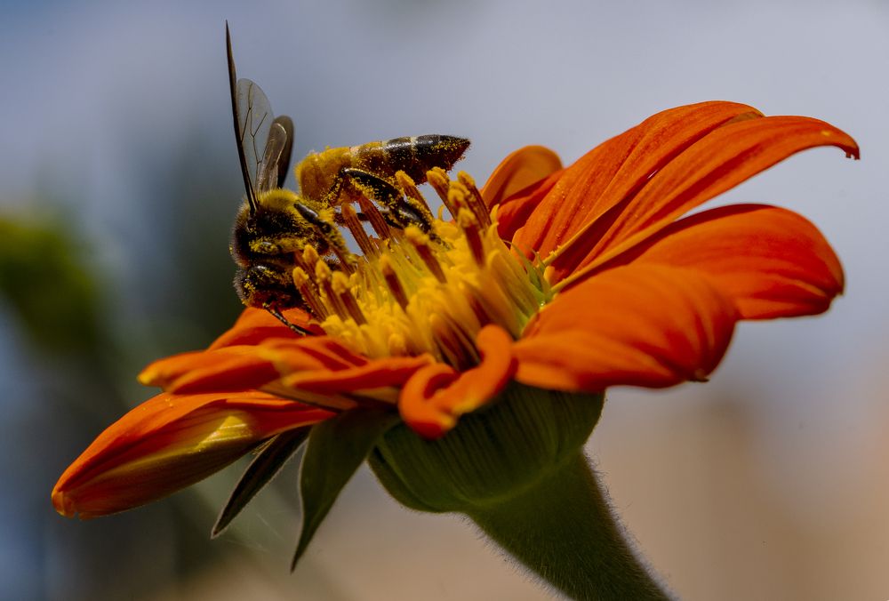 Фотография автора Hirak Mitra