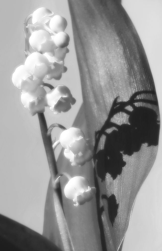 Фотография автора Сергей Гречихин