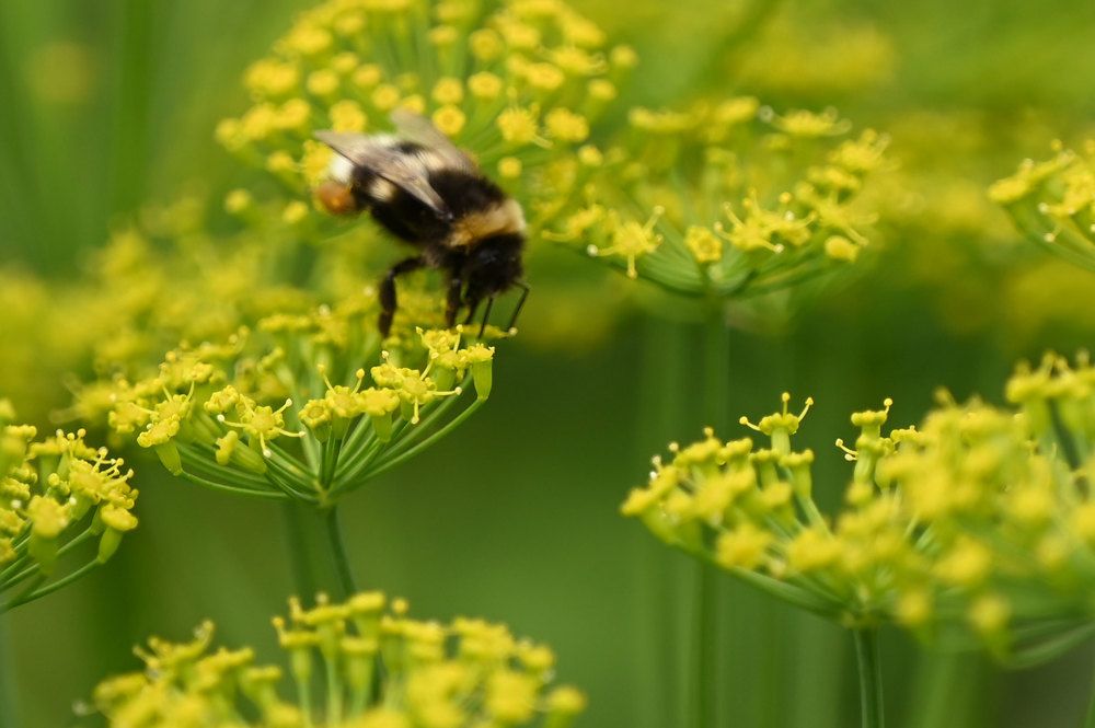 Photograph by Надежда Преминина