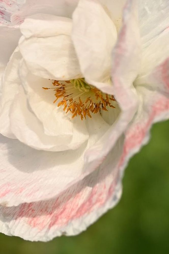 Photograph by Надежда Преминина