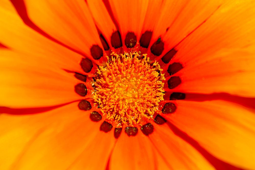 Photograph by Claudio Bonaccorsi