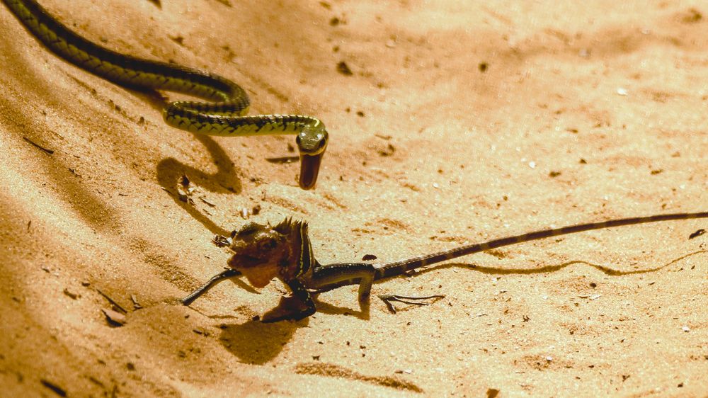 Фотография автора Lasith Fernando