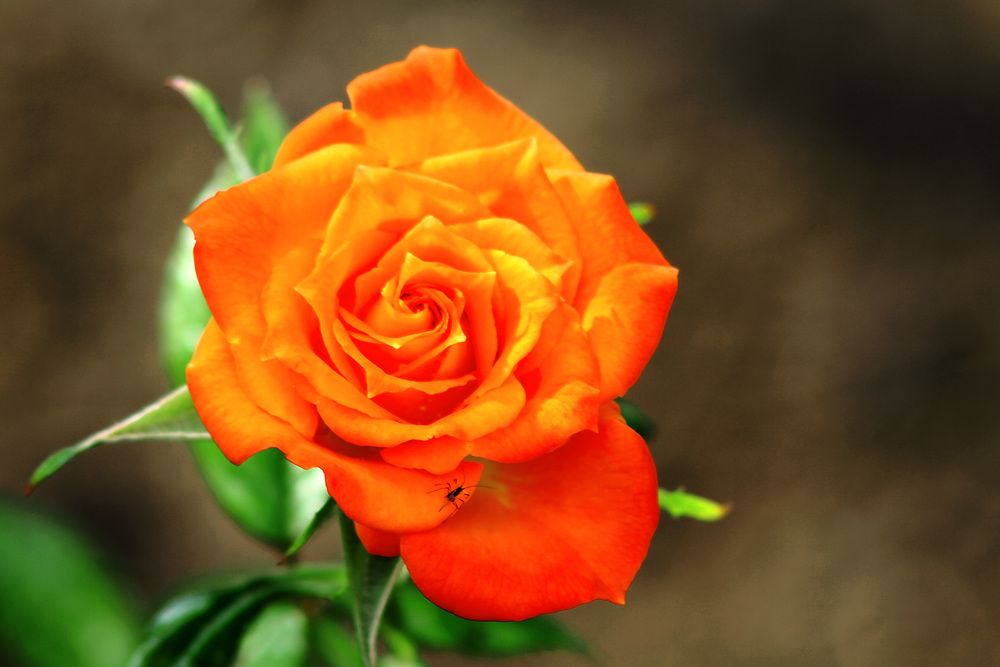 Photograph by Claudio Bonaccorsi