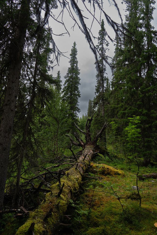 Фотография автора Ruslan Badykov