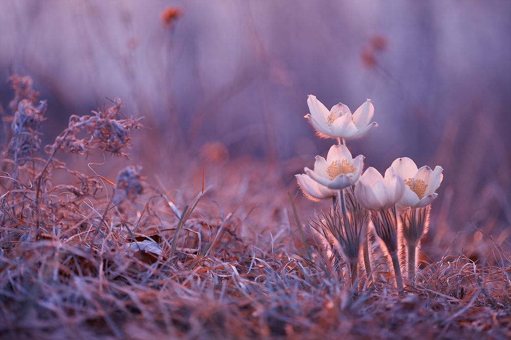 Photograph by Sokolova Tatiana