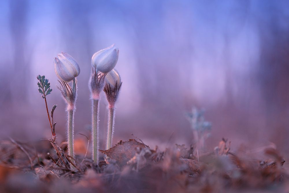 Photograph by Sokolova Tatiana