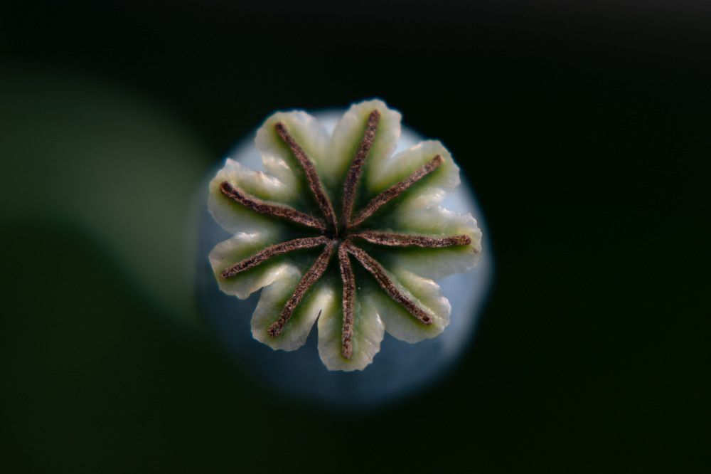 Photograph by Viktoria Alaküla