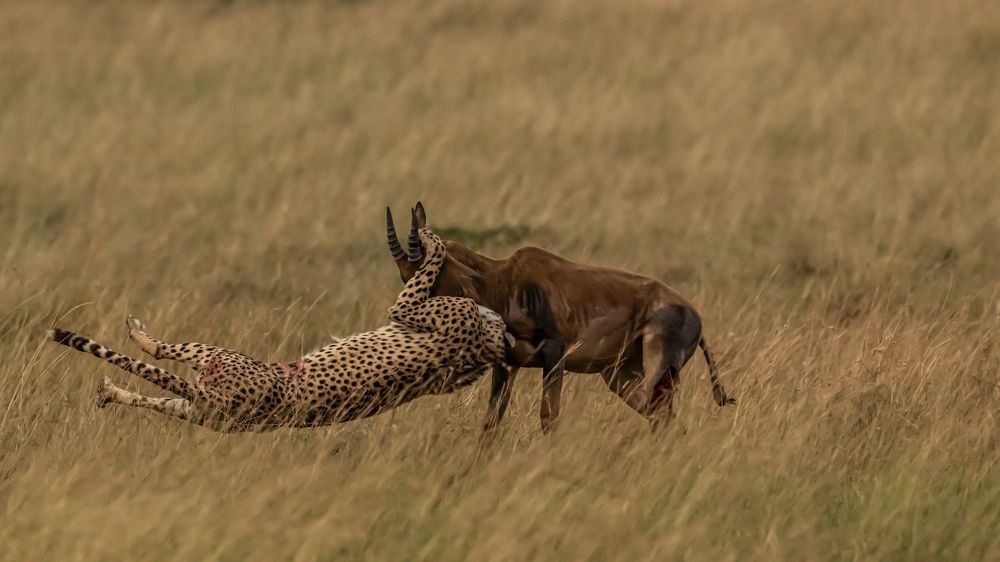 Game at the Savannah