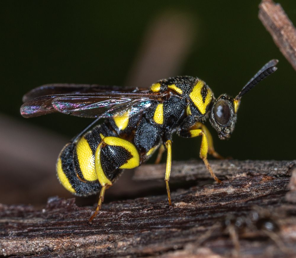 Фотография автора Sercan Özyurt