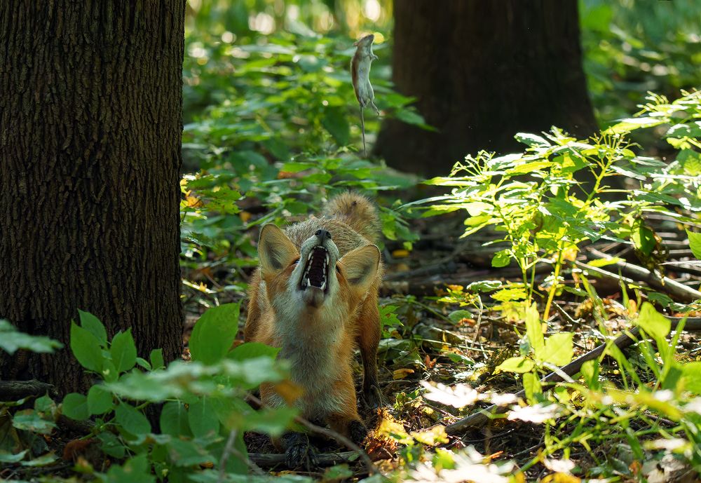 Летучая мышь
