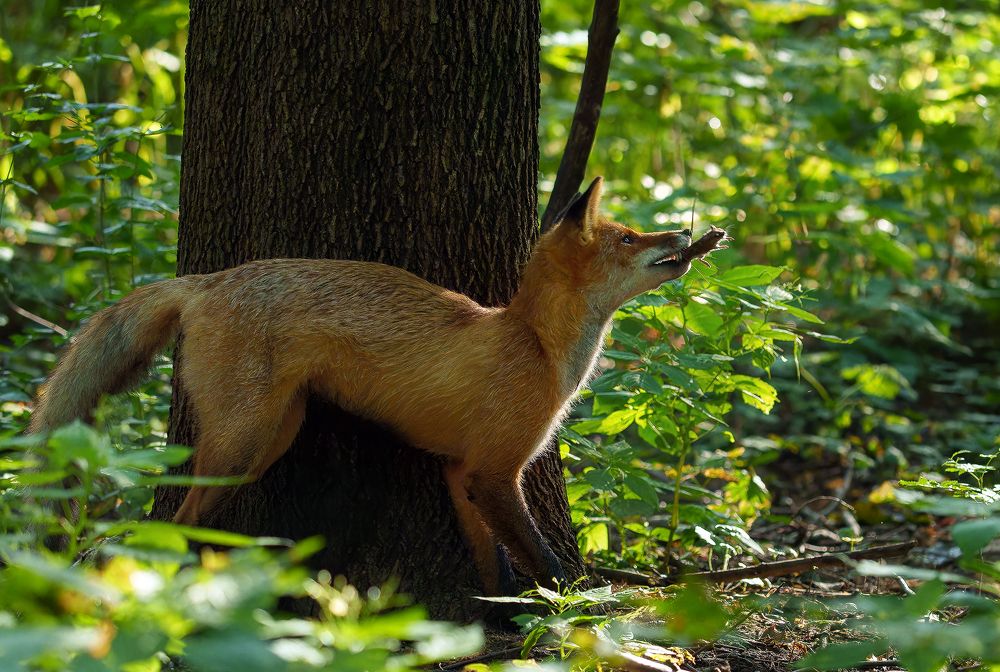 От меня не уйдёшь!