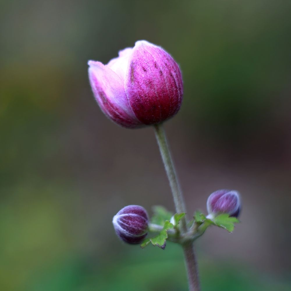 Photograph by Ольга Метлицкая