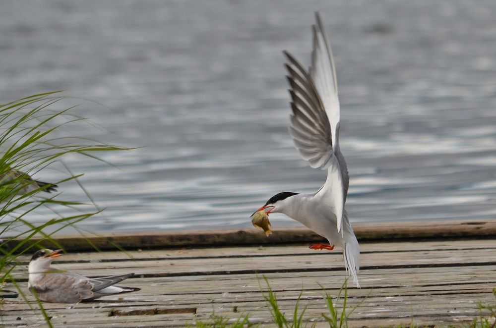 Photograph by Галина Катанова