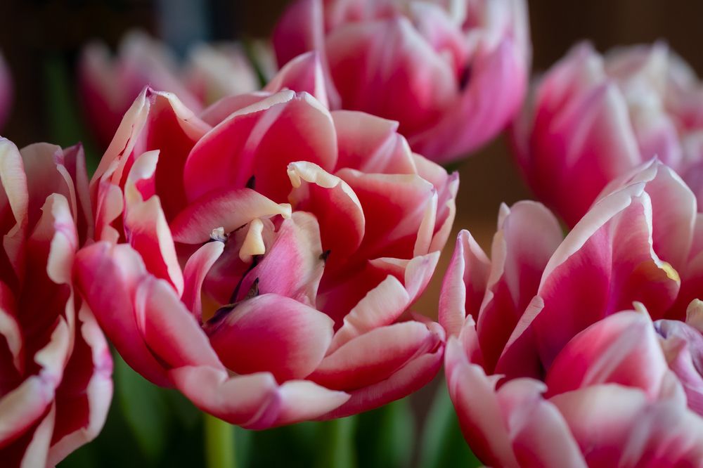 Photograph by Олег Дорошенко