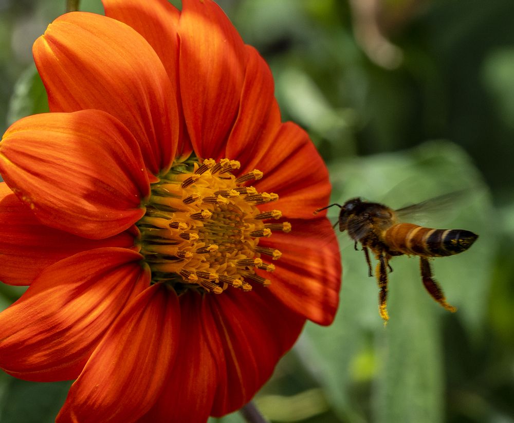 Фотография автора Hirak Mitra