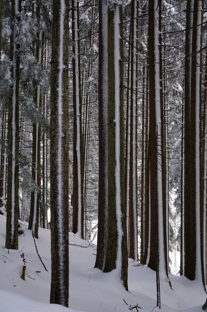 Фотография автора Liudmila Kiermeier