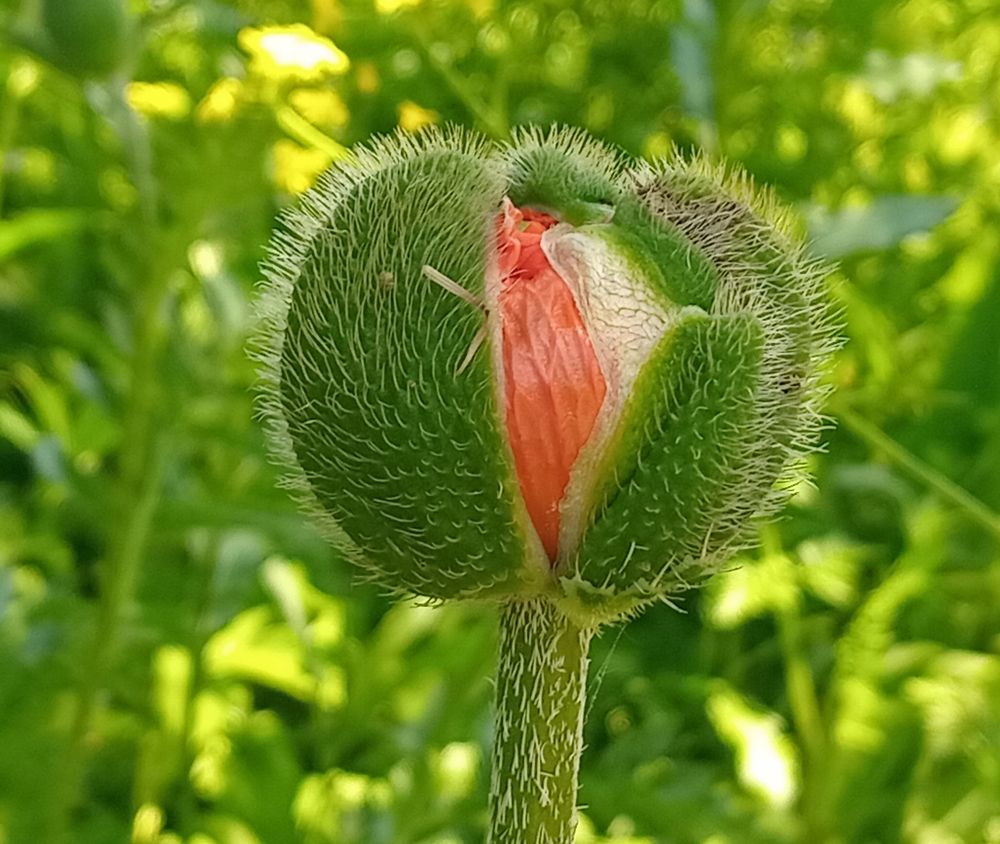 Рождение красоты