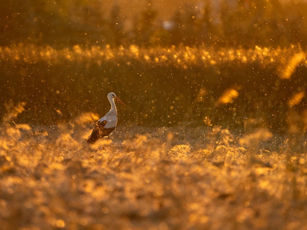 Photograph by Raman Danilchyk