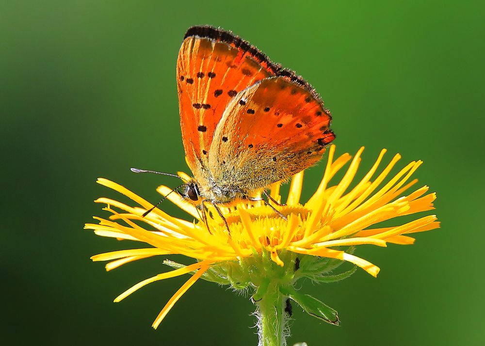 Photograph by Николай Протасеня