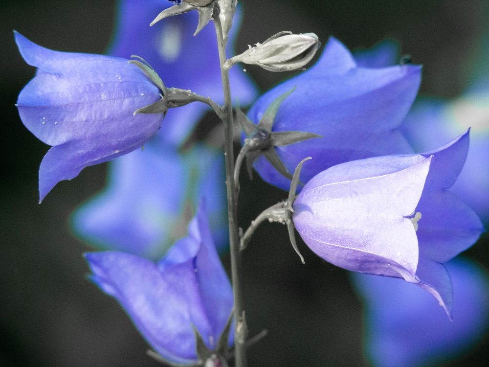 Photograph by Руслан Гончар