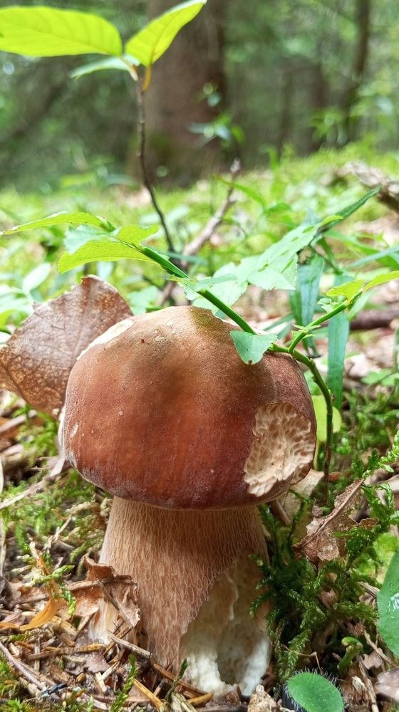 Шведский стол