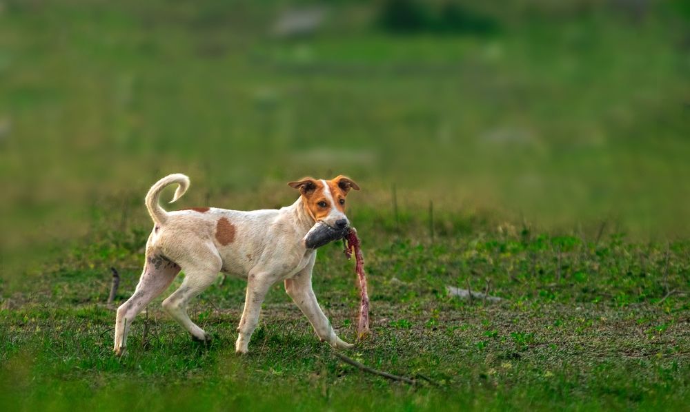 Photograph by mahadevan Arige