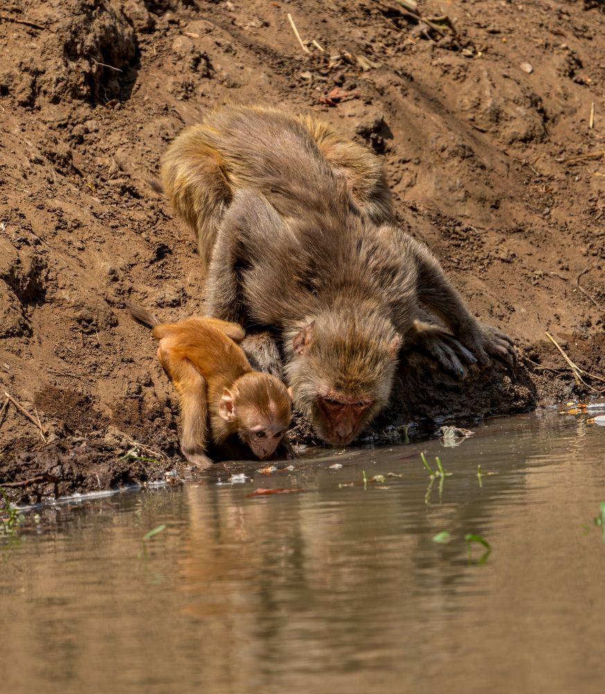 Photograph by mahadevan Arige
