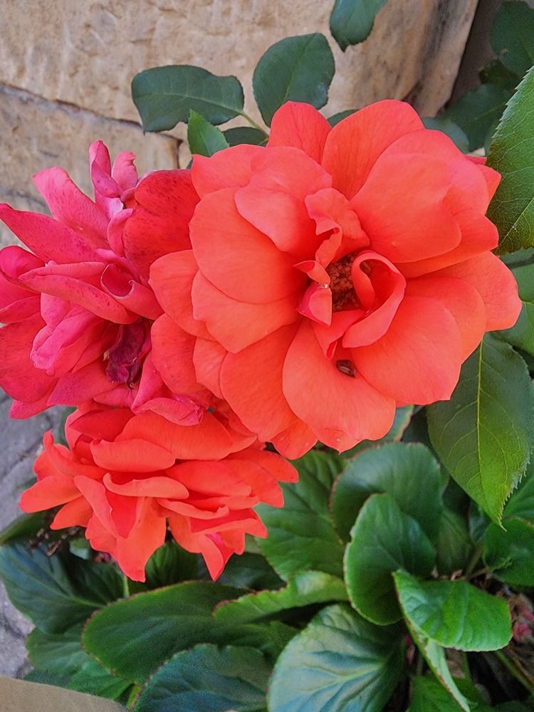 Фотография автора Александр Ахоньков