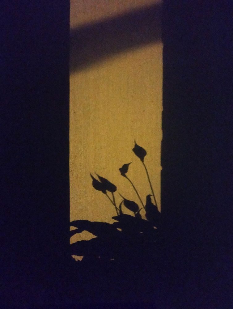 Photograph by Tatiana