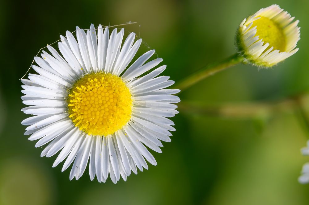 Photograph by Вячеслав Белов