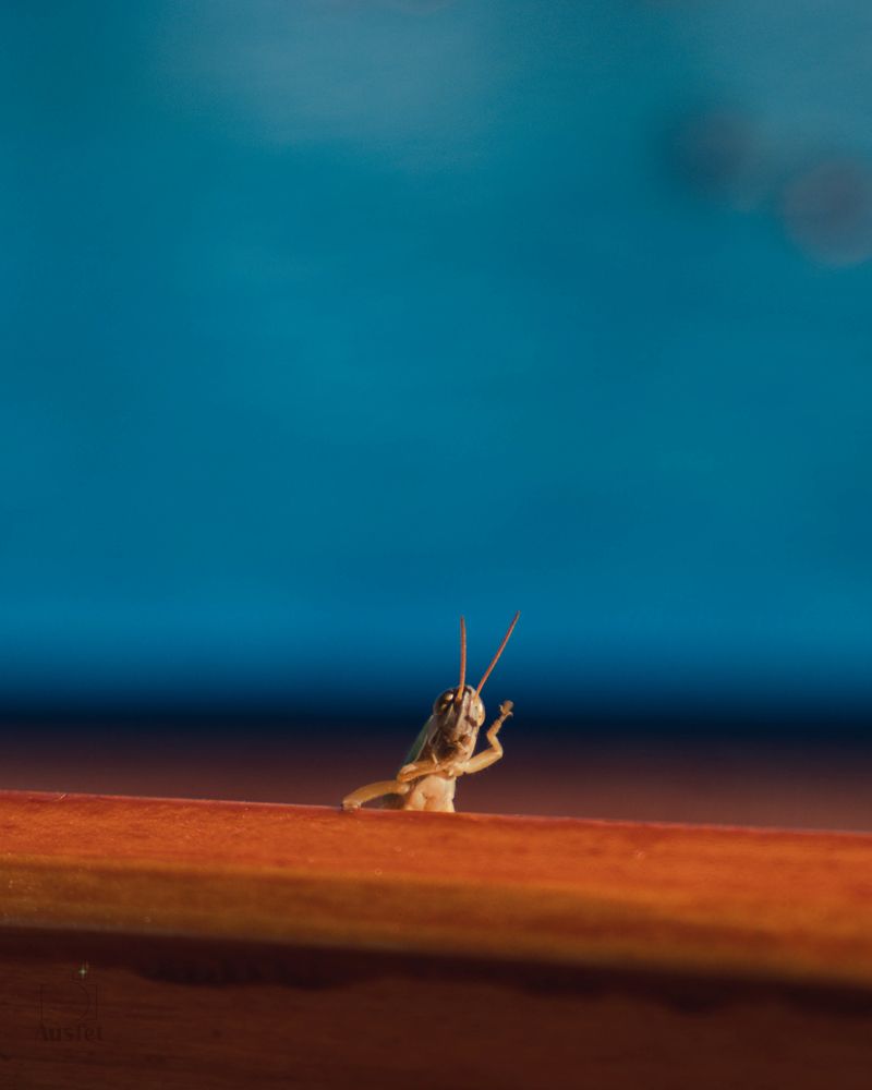 Photograph by Irina Ausfet