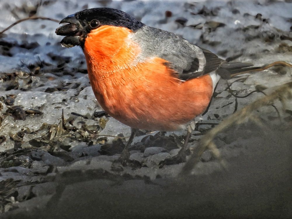 Photograph by Александр Шаварин