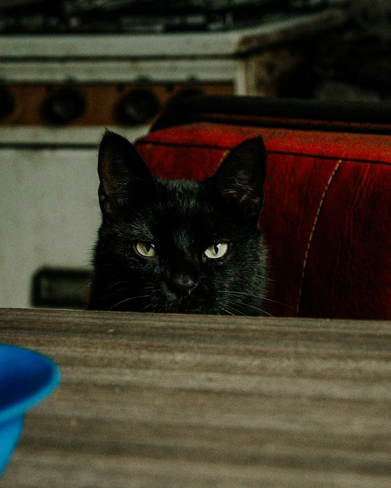 El gato de la mafia