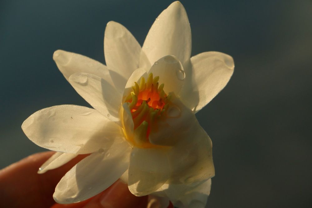 Photograph by Анна Корюшкина