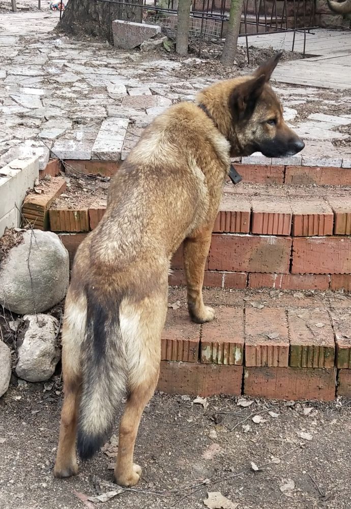 бурый волк из сказки